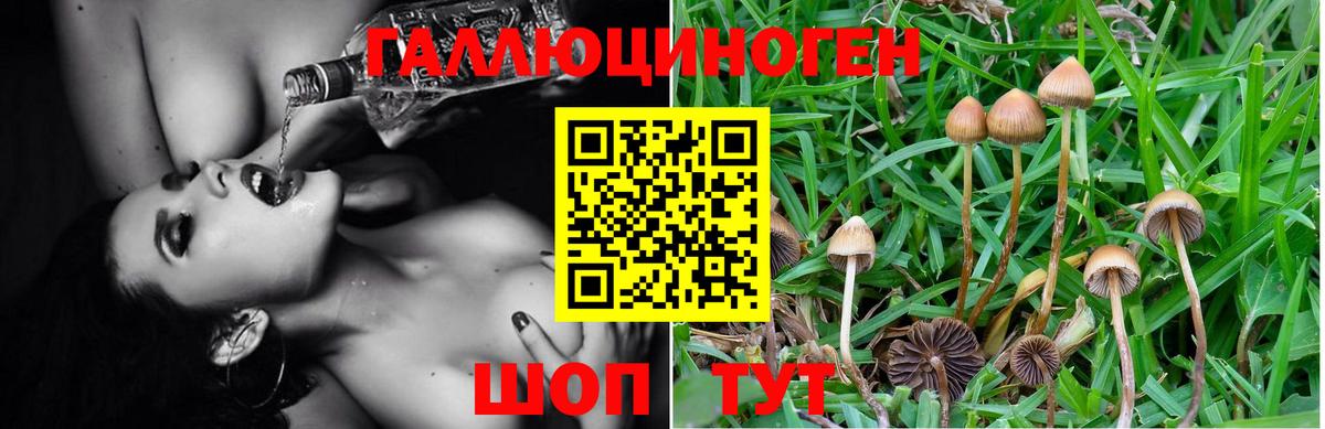 Богородск  Галлюциногенные грибы MAGIC MUSHROOMS  Галлюциногенные грибы Magic Shrooms  Вход с VPN 